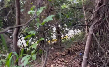 I was in F1 and I met Ronny Aislan on the trail and ate him - Watch in full