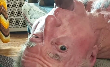 Key West swallowing Pedros huge cock